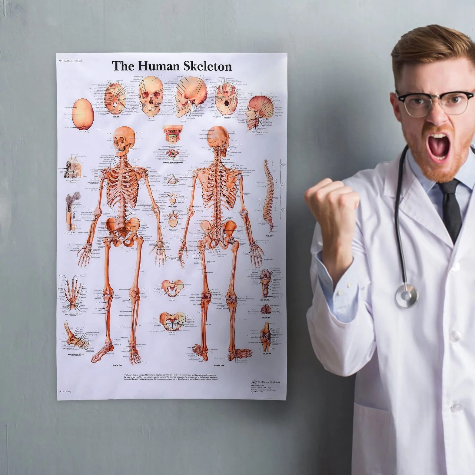 MISNODE Zestaw 2 plakatów do anatomii człowieka, mięśni człowieka + zestaw plakatów anatomicznych układu mięśniowo-szkieletowego człowieka (45 x 68 cm)