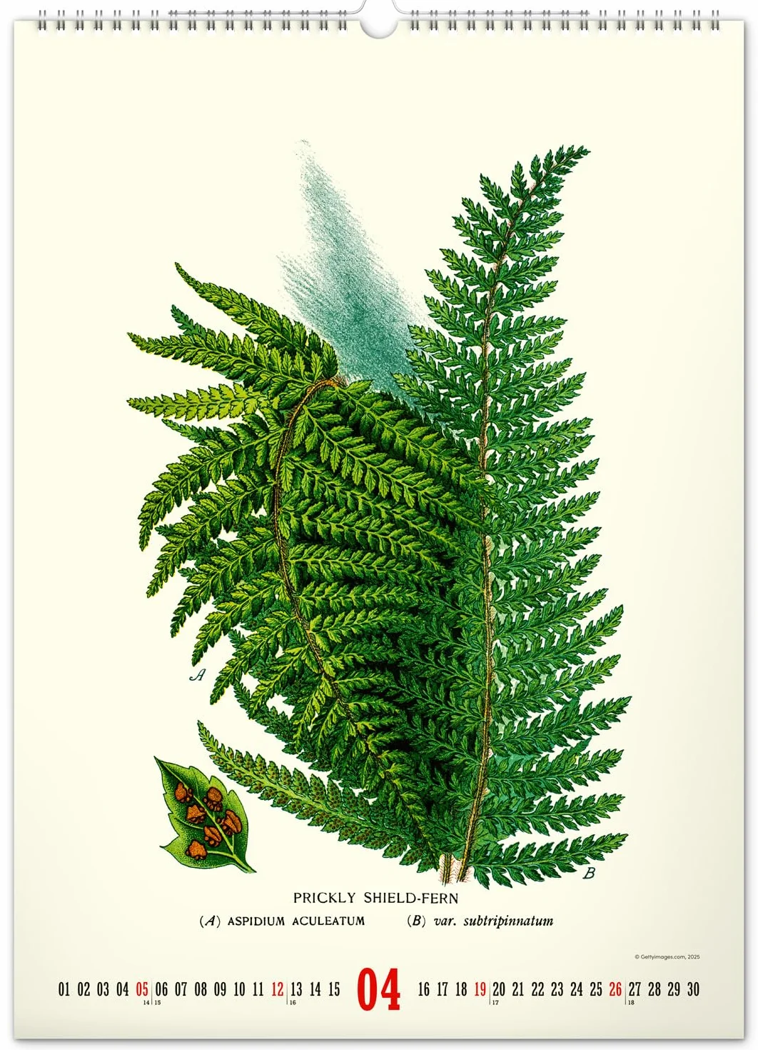 NOTIQUE Kalendarz ścienny 2026 w stylu vintage, plakat – zielnik – ilustracje roślin i plakaty natury – kalendarz ze zdjęciami 33 x 46 cm