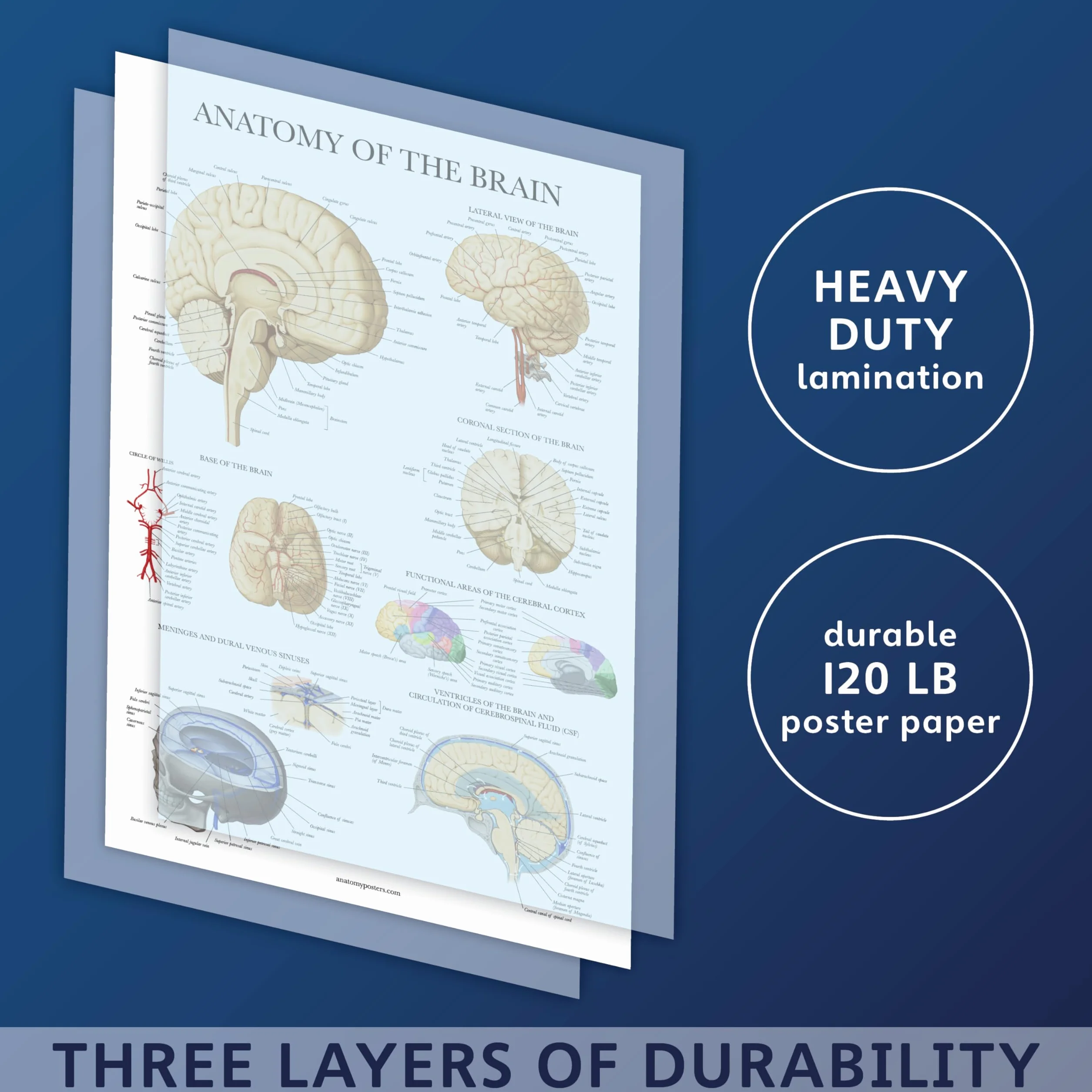 Palace Learning 2-pak plakatów z anatomią układu nerwowego i mózgu - zestaw 2 anatomicznych wykresów - laminowane 45 cm x 61 cm