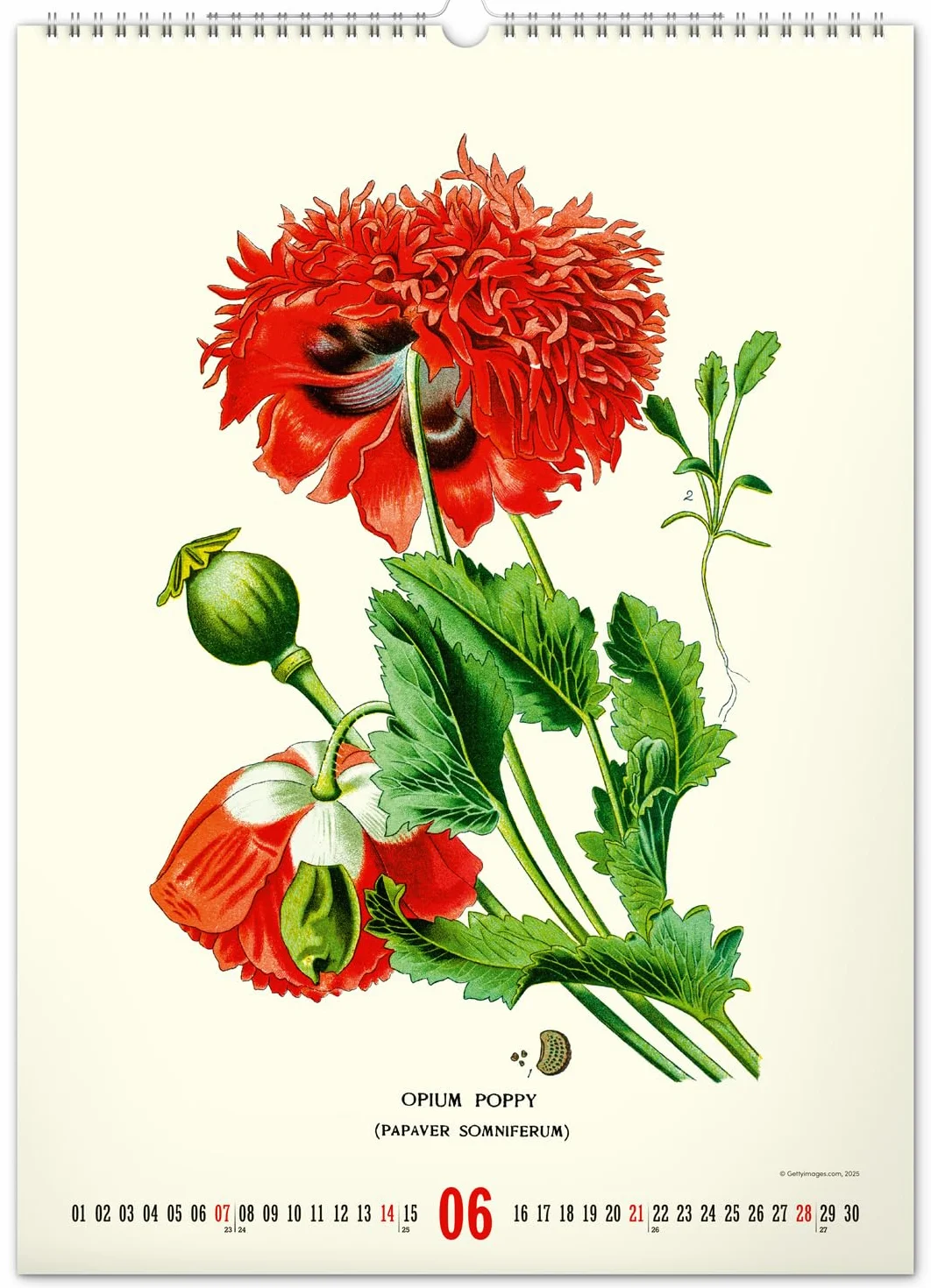 NOTIQUE Kalendarz ścienny 2026 w stylu vintage, plakat – zielnik – ilustracje roślin i plakaty natury – kalendarz ze zdjęciami 33 x 46 cm