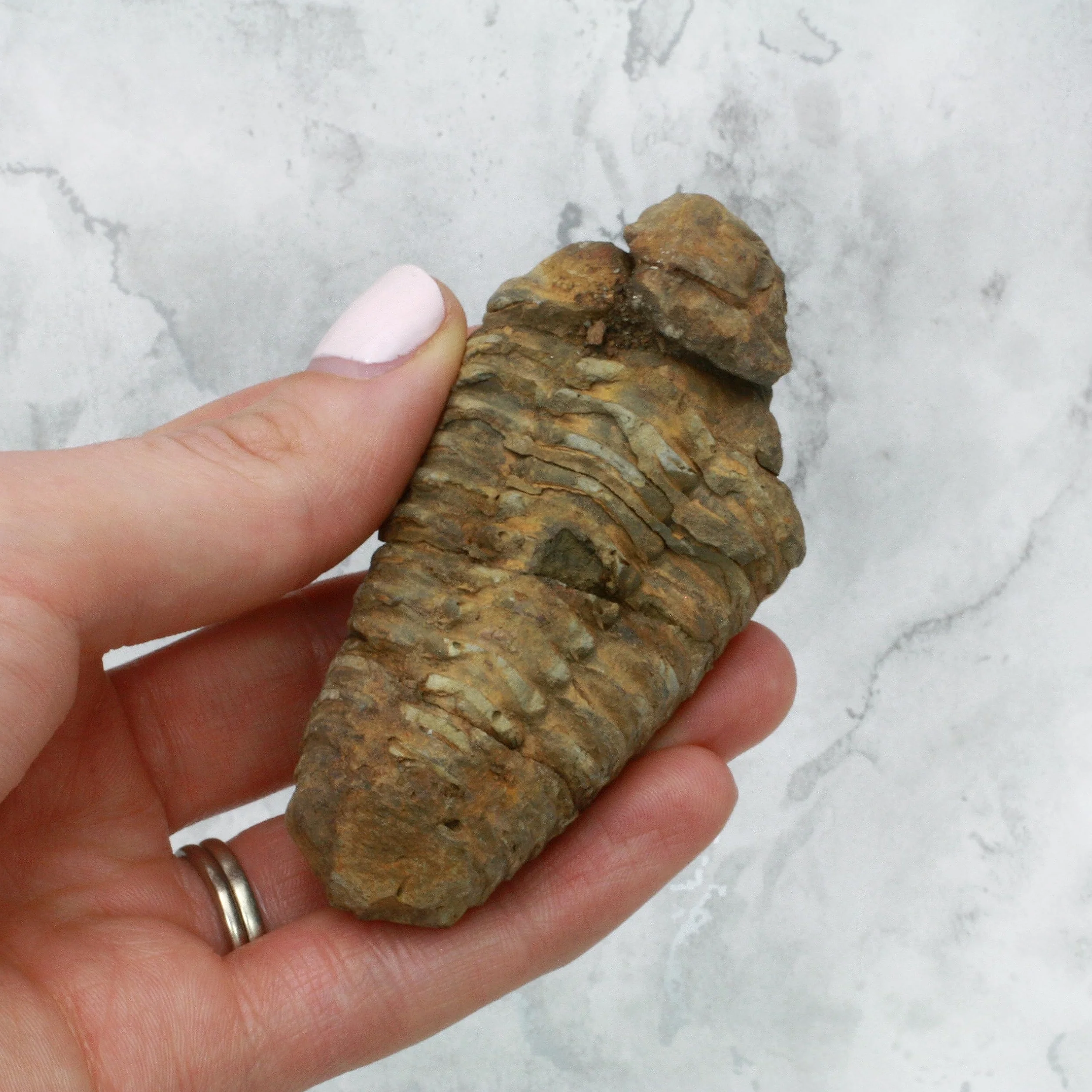 Calymene Trilobite Fossil