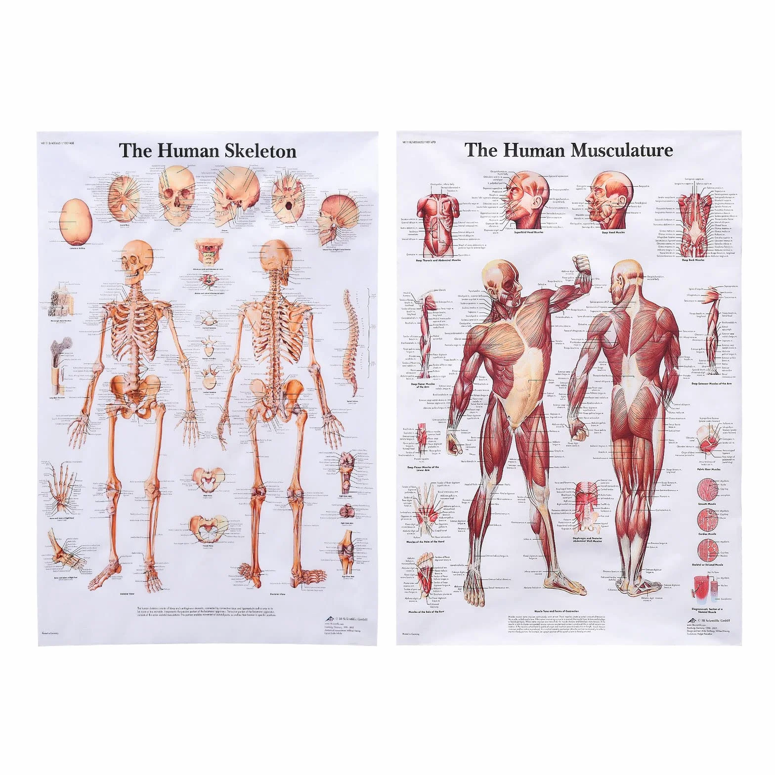 MISNODE Zestaw 2 plakatów do anatomii człowieka, mięśni człowieka + zestaw plakatów anatomicznych układu mięśniowo-szkieletowego człowieka (45 x 68 cm)