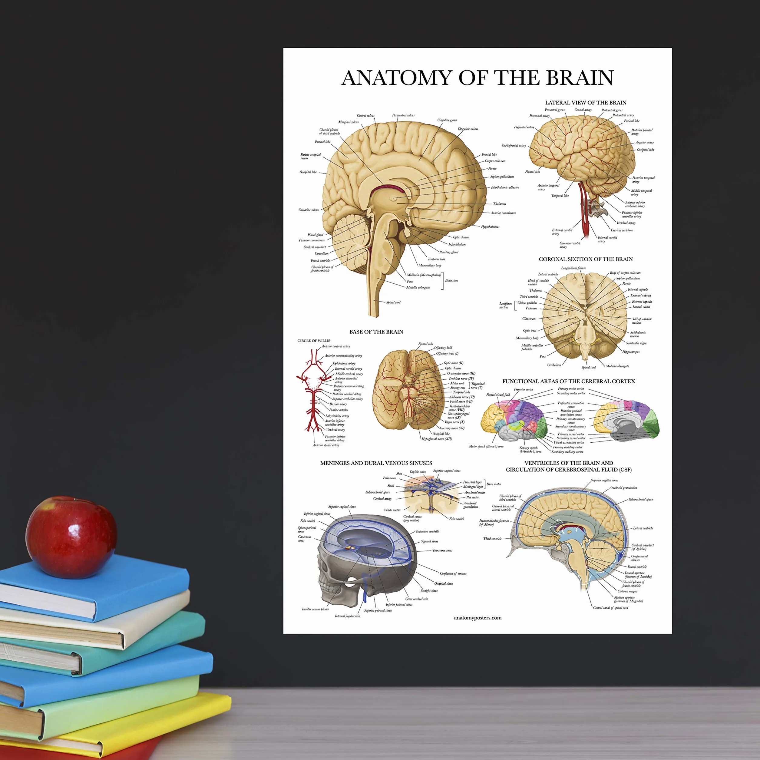 Palace Learning 2-pak plakatów z anatomią układu nerwowego i mózgu - zestaw 2 anatomicznych wykresów - laminowane 45 cm x 61 cm
