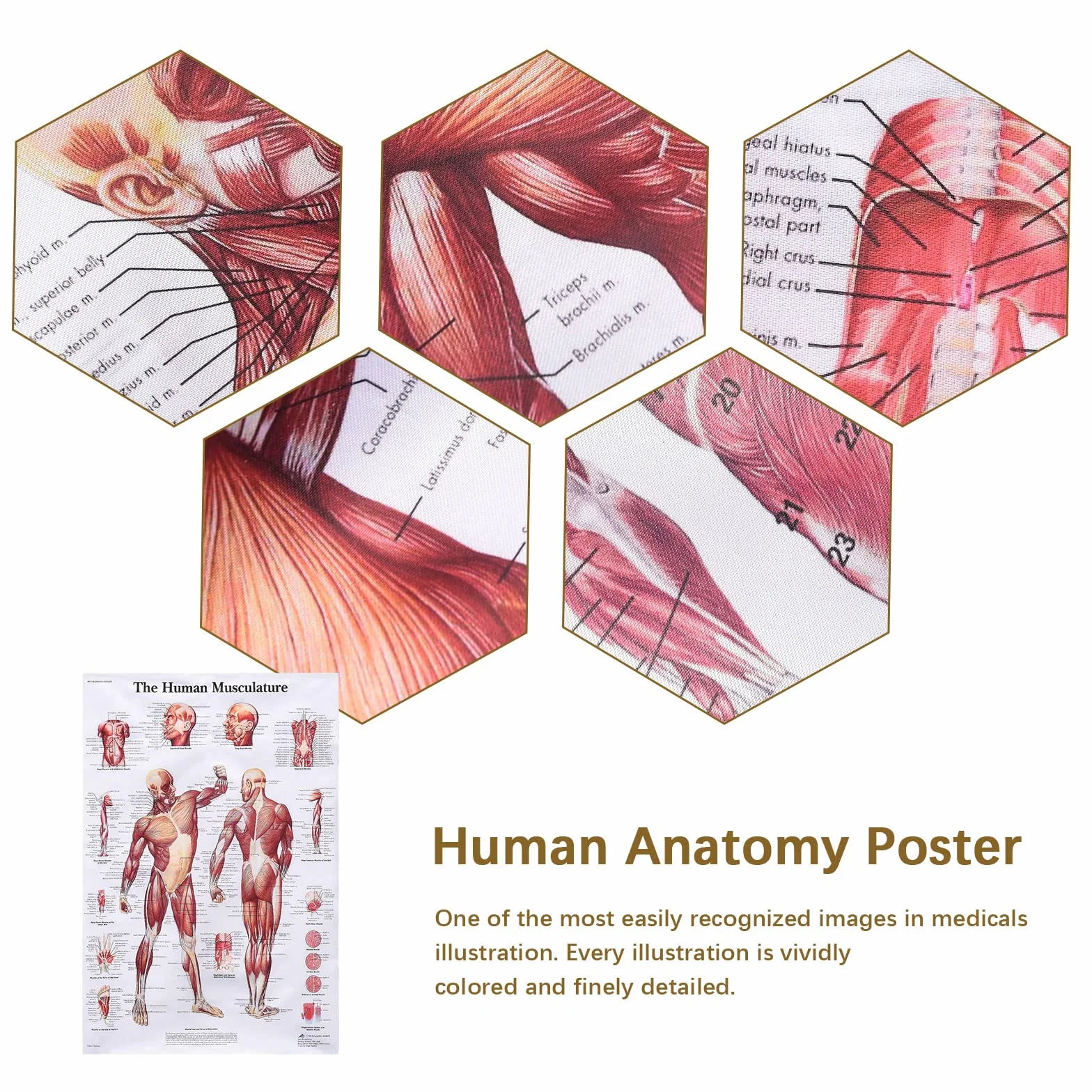 MISNODE Zestaw 2 plakatów do anatomii człowieka, mięśni człowieka + zestaw plakatów anatomicznych układu mięśniowo-szkieletowego człowieka (45 x 68 cm)