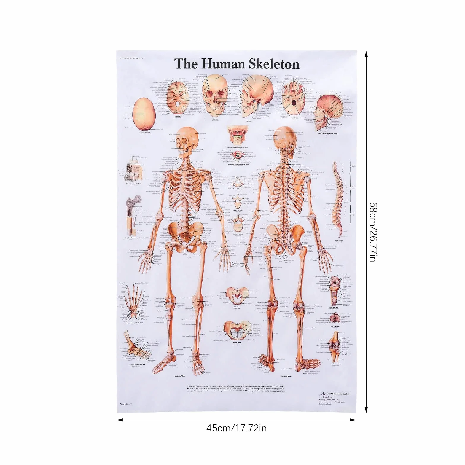 MISNODE Zestaw 2 plakatów do anatomii człowieka, mięśni człowieka + zestaw plakatów anatomicznych układu mięśniowo-szkieletowego człowieka (45 x 68 cm)