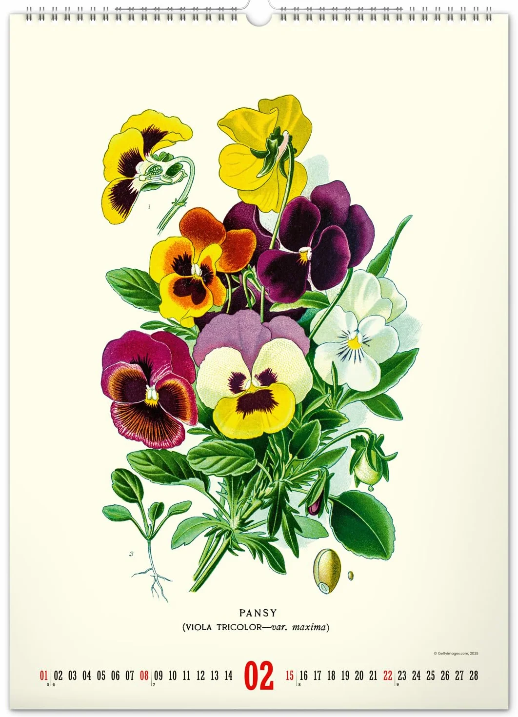 NOTIQUE Kalendarz ścienny 2026 w stylu vintage, plakat – zielnik – ilustracje roślin i plakaty natury – kalendarz ze zdjęciami 33 x 46 cm