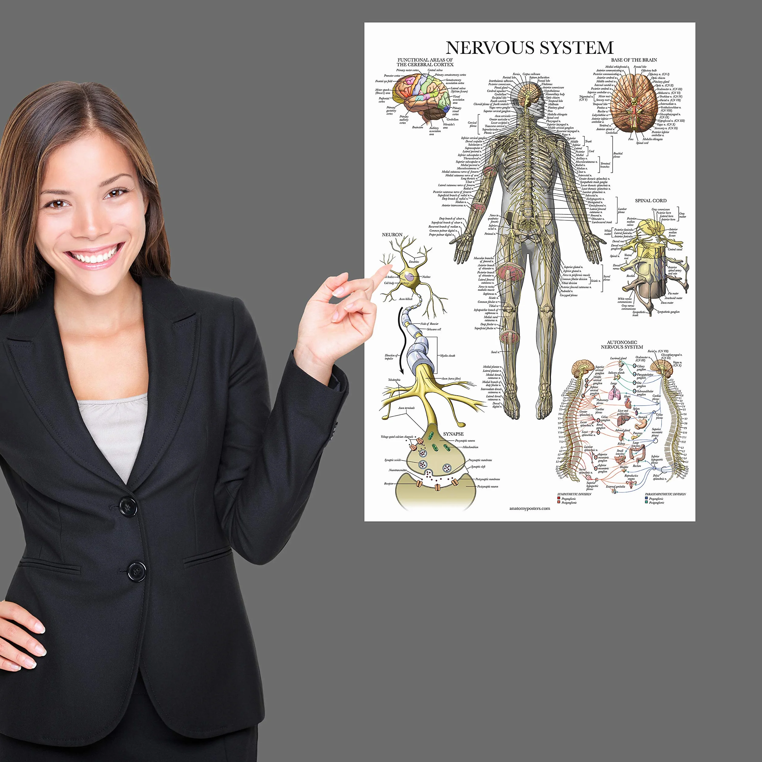 Palace Learning 2-pak plakatów z anatomią układu nerwowego i mózgu - zestaw 2 anatomicznych wykresów - laminowane 45 cm x 61 cm
