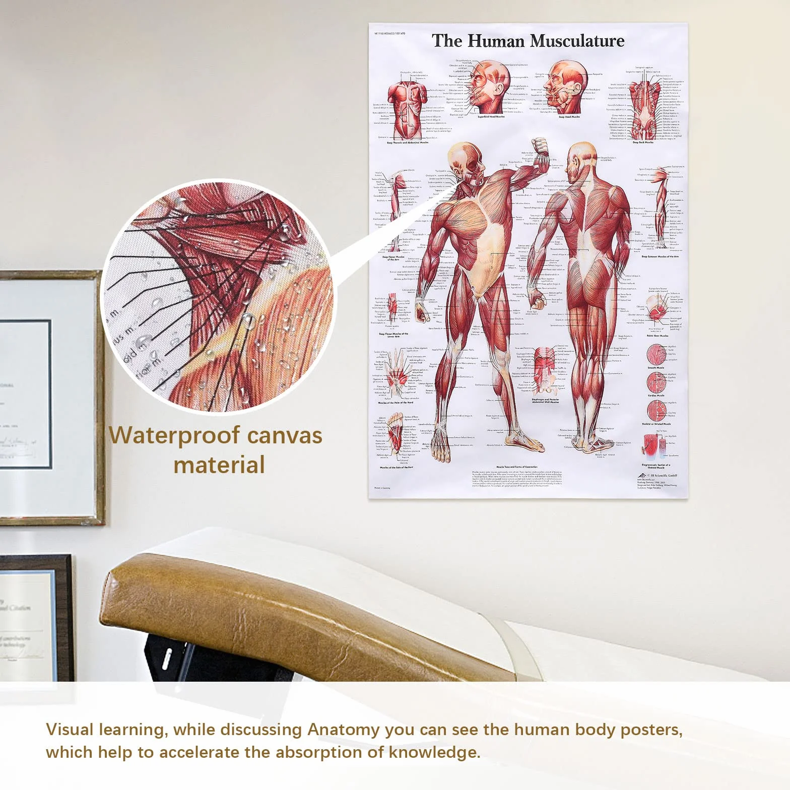 MISNODE Zestaw 2 plakatów do anatomii człowieka, mięśni człowieka + zestaw plakatów anatomicznych układu mięśniowo-szkieletowego człowieka (45 x 68 cm)