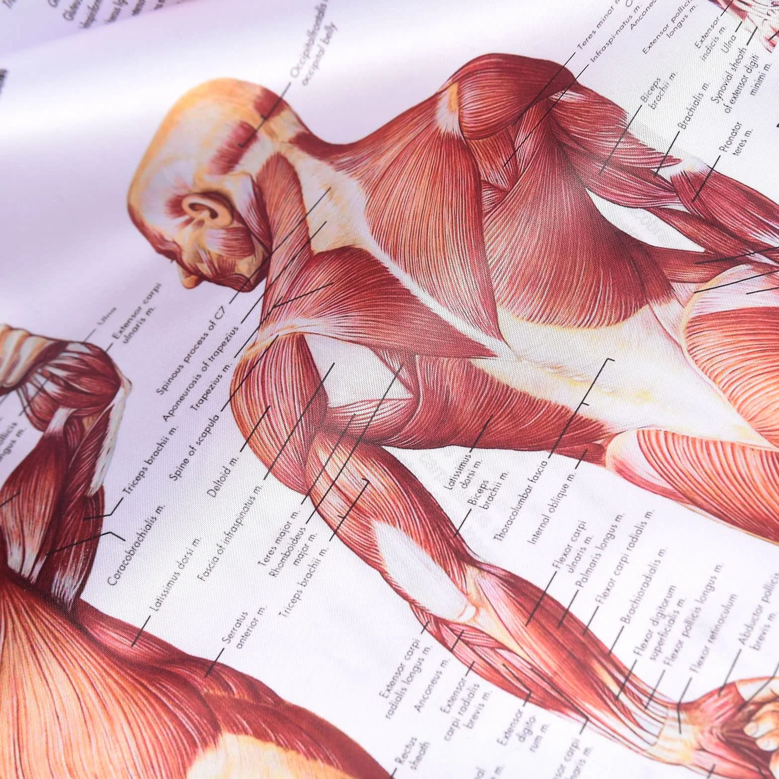 MISNODE Zestaw 2 plakatów do anatomii człowieka, mięśni człowieka + zestaw plakatów anatomicznych układu mięśniowo-szkieletowego człowieka (45 x 68 cm)