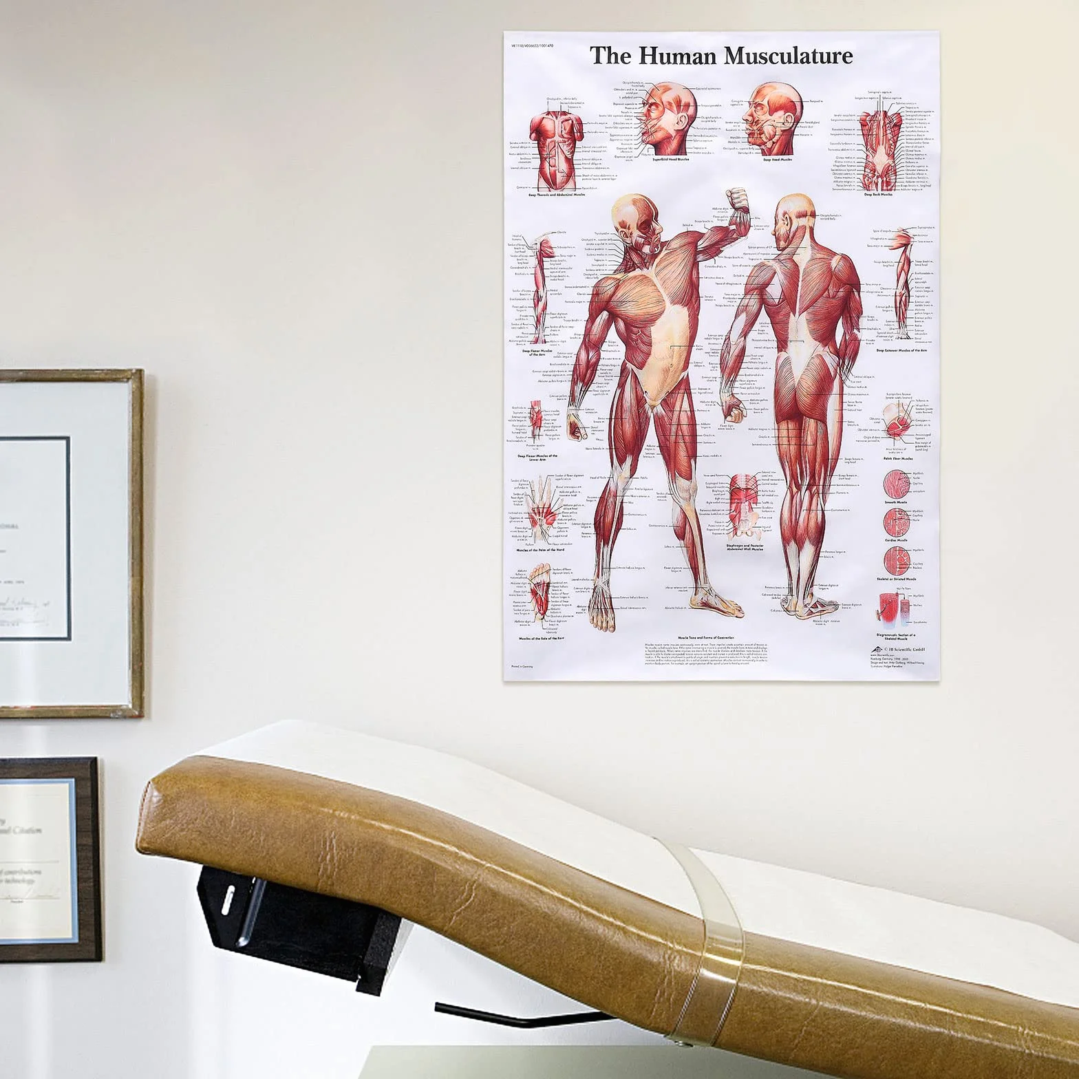 MISNODE Zestaw 2 plakatów do anatomii człowieka, mięśni człowieka + zestaw plakatów anatomicznych układu mięśniowo-szkieletowego człowieka (45 x 68 cm)