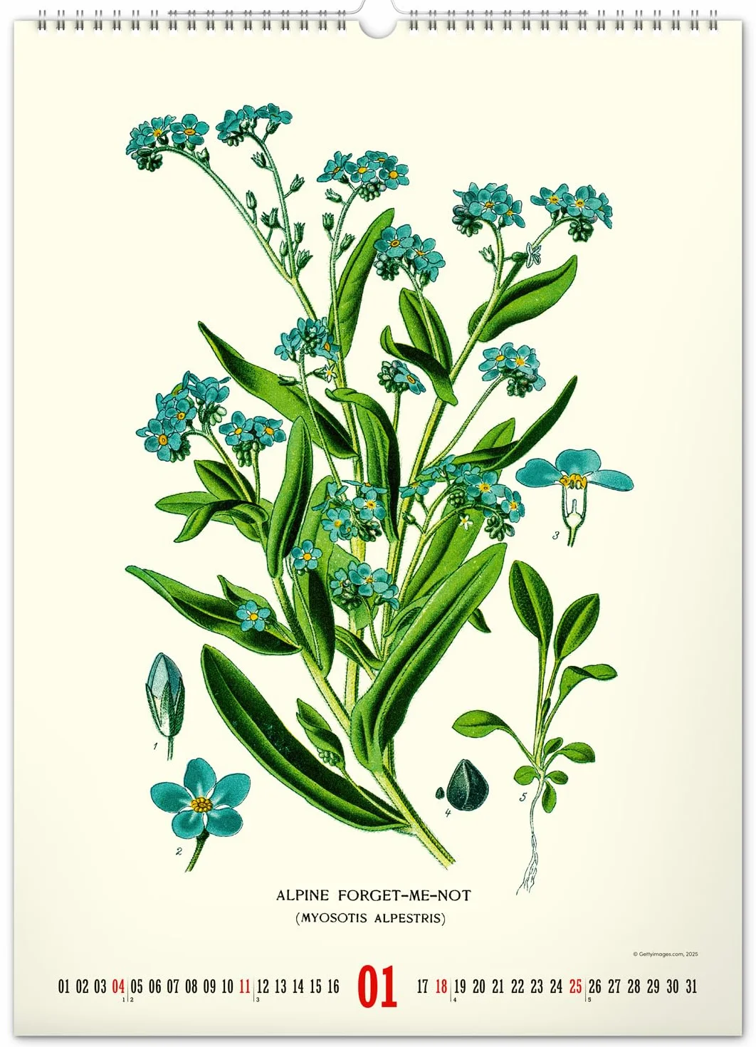 NOTIQUE Kalendarz ścienny 2026 w stylu vintage, plakat – zielnik – ilustracje roślin i plakaty natury – kalendarz ze zdjęciami 33 x 46 cm