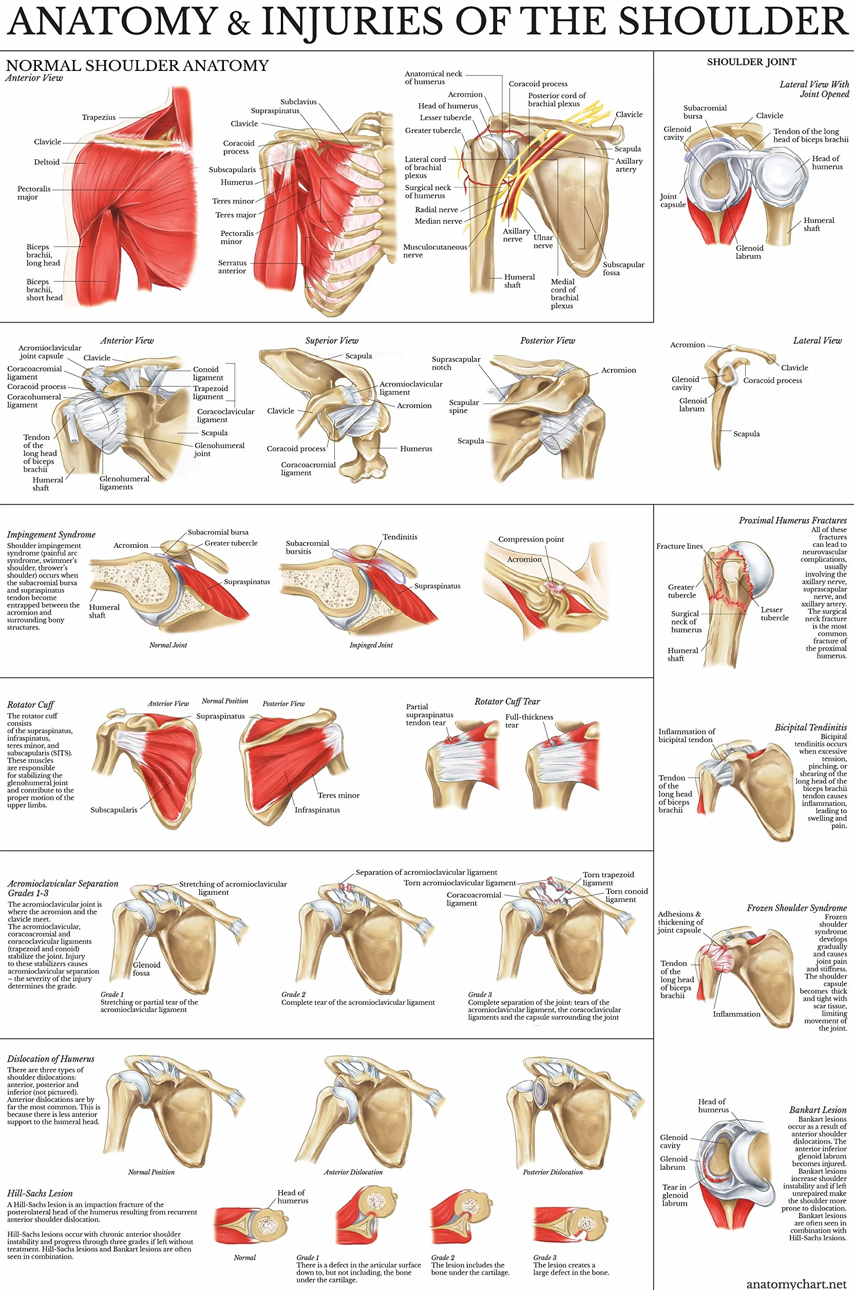 Palace Learning Zestaw 2 plakatów z anatomią i urazami kolana i ramion – zestaw wykresów anatomicznych – laminowany 45 cm x 61 cm