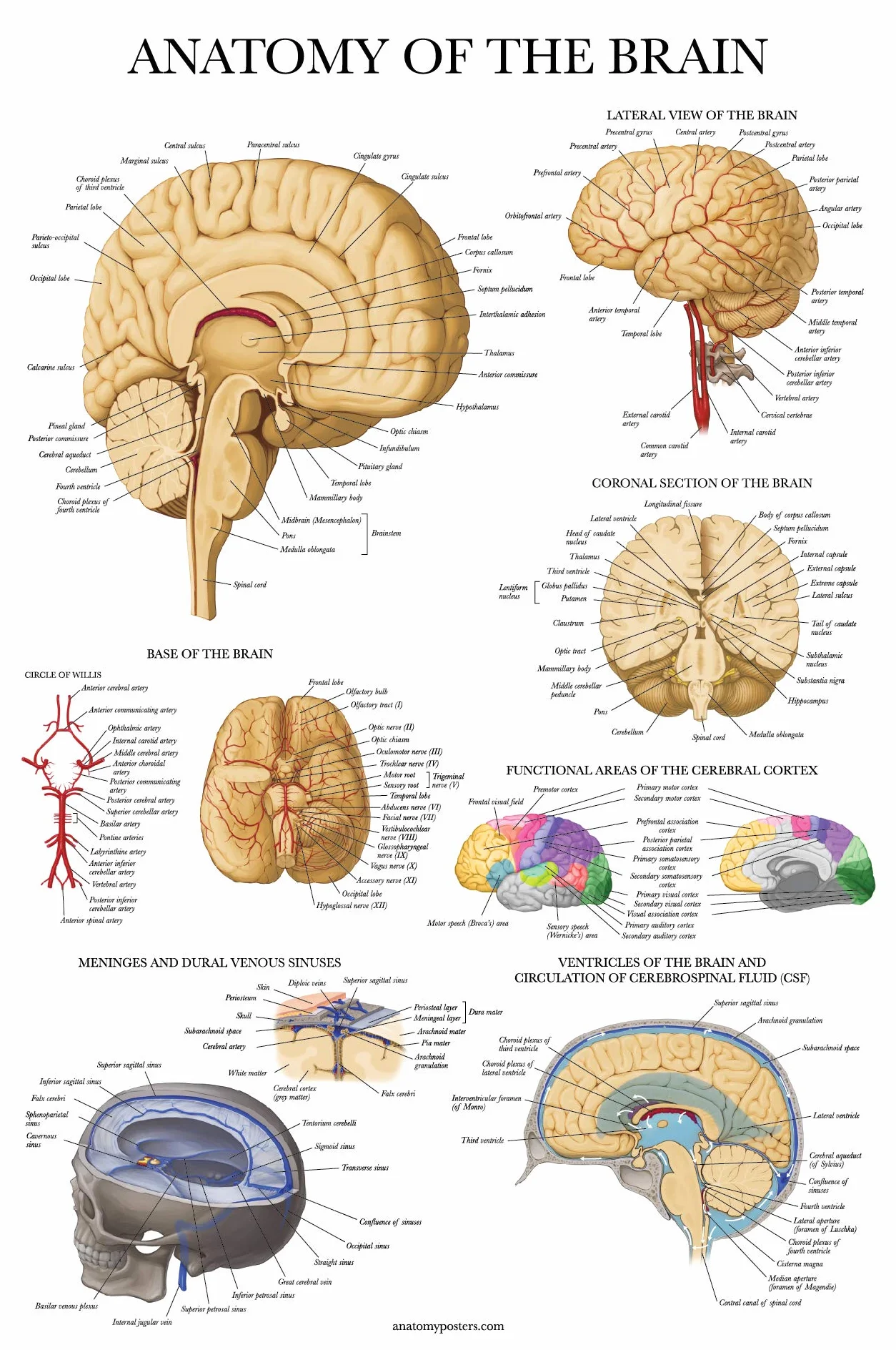 Palace Learning 2-pak plakatów z anatomią układu nerwowego i mózgu - zestaw 2 anatomicznych wykresów - laminowane 45 cm x 61 cm