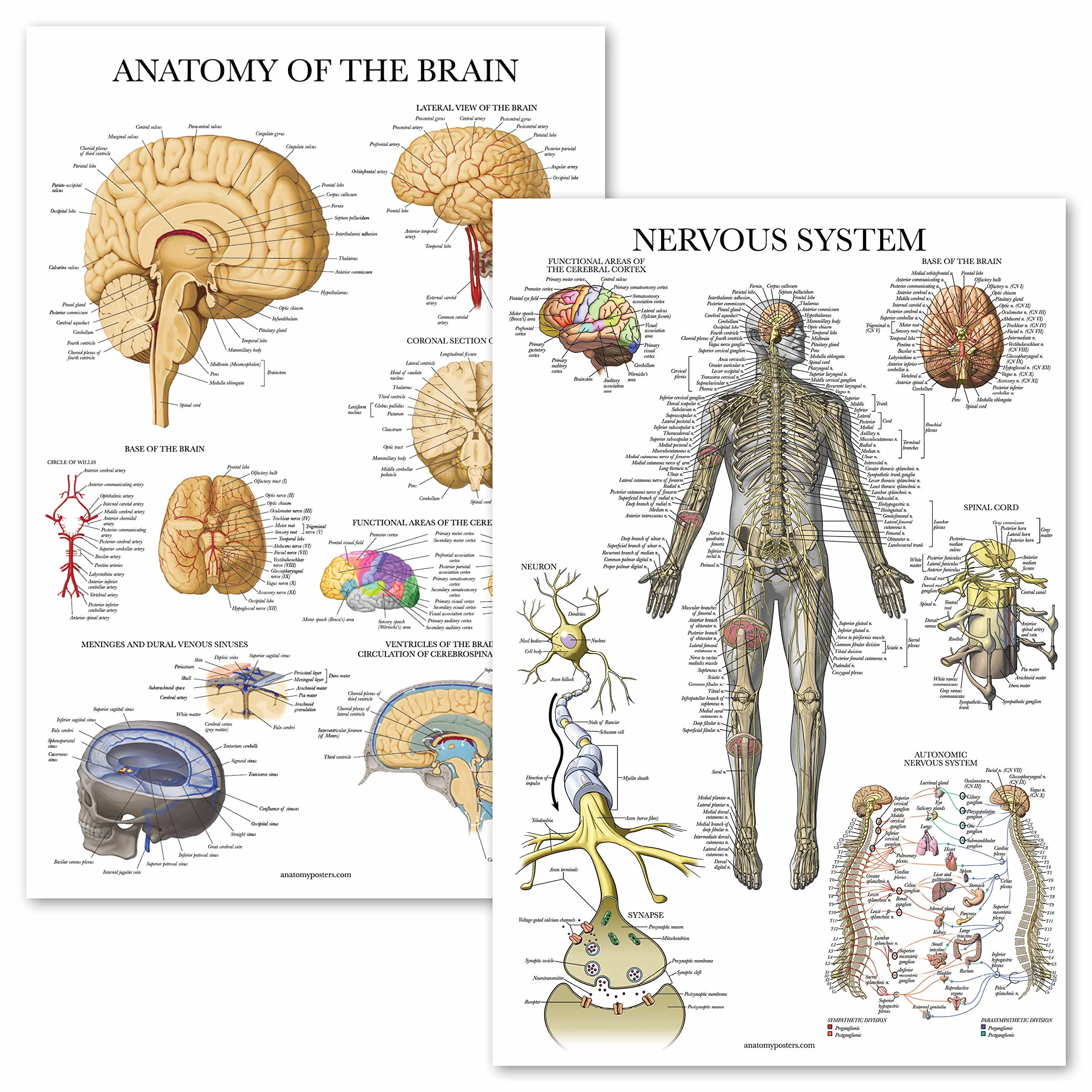 Palace Learning 2-pak plakatów z anatomią układu nerwowego i mózgu - zestaw 2 anatomicznych wykresów - laminowane 45 cm x 61 cm