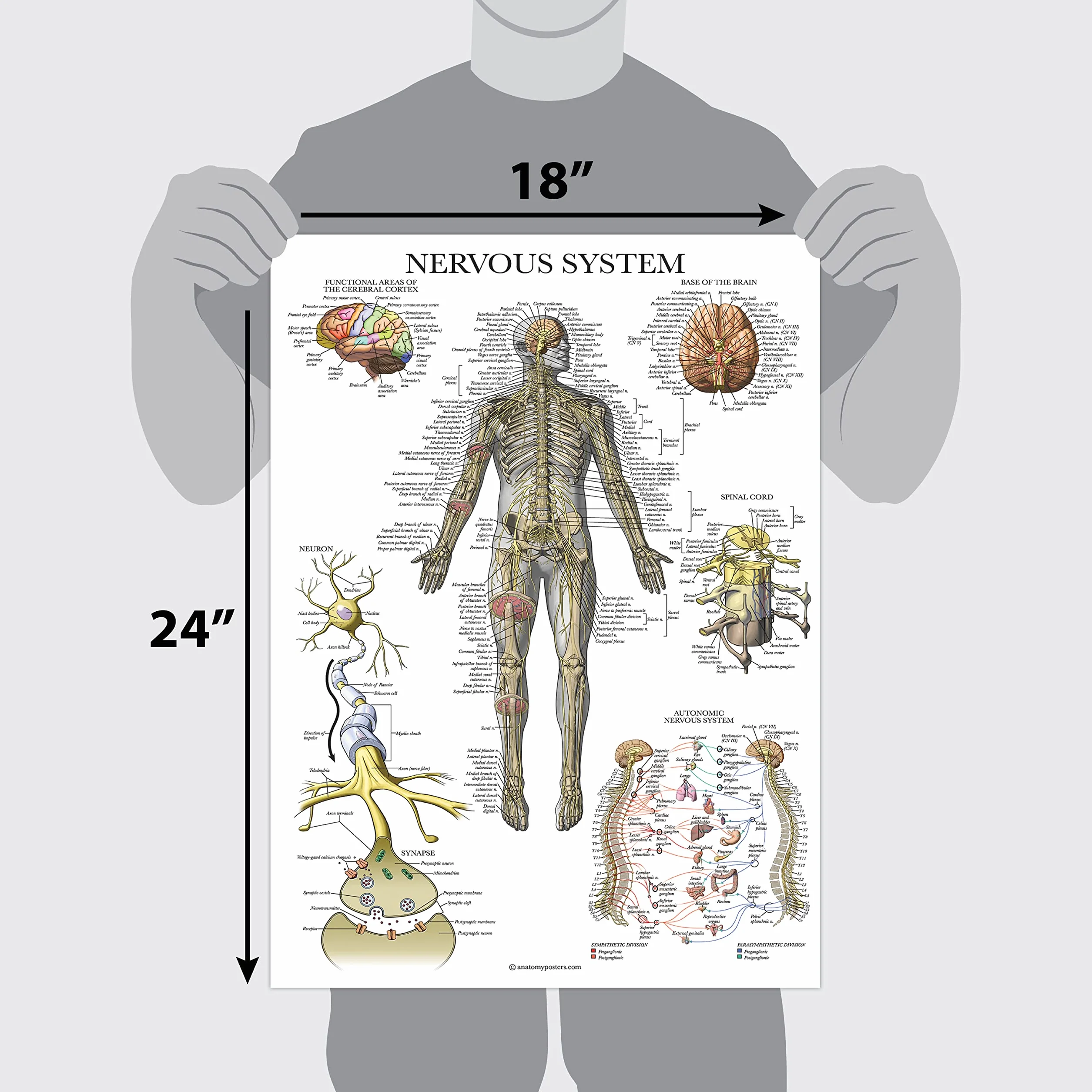 Palace Learning 2-pak plakatów z anatomią układu nerwowego i mózgu - zestaw 2 anatomicznych wykresów - laminowane 45 cm x 61 cm