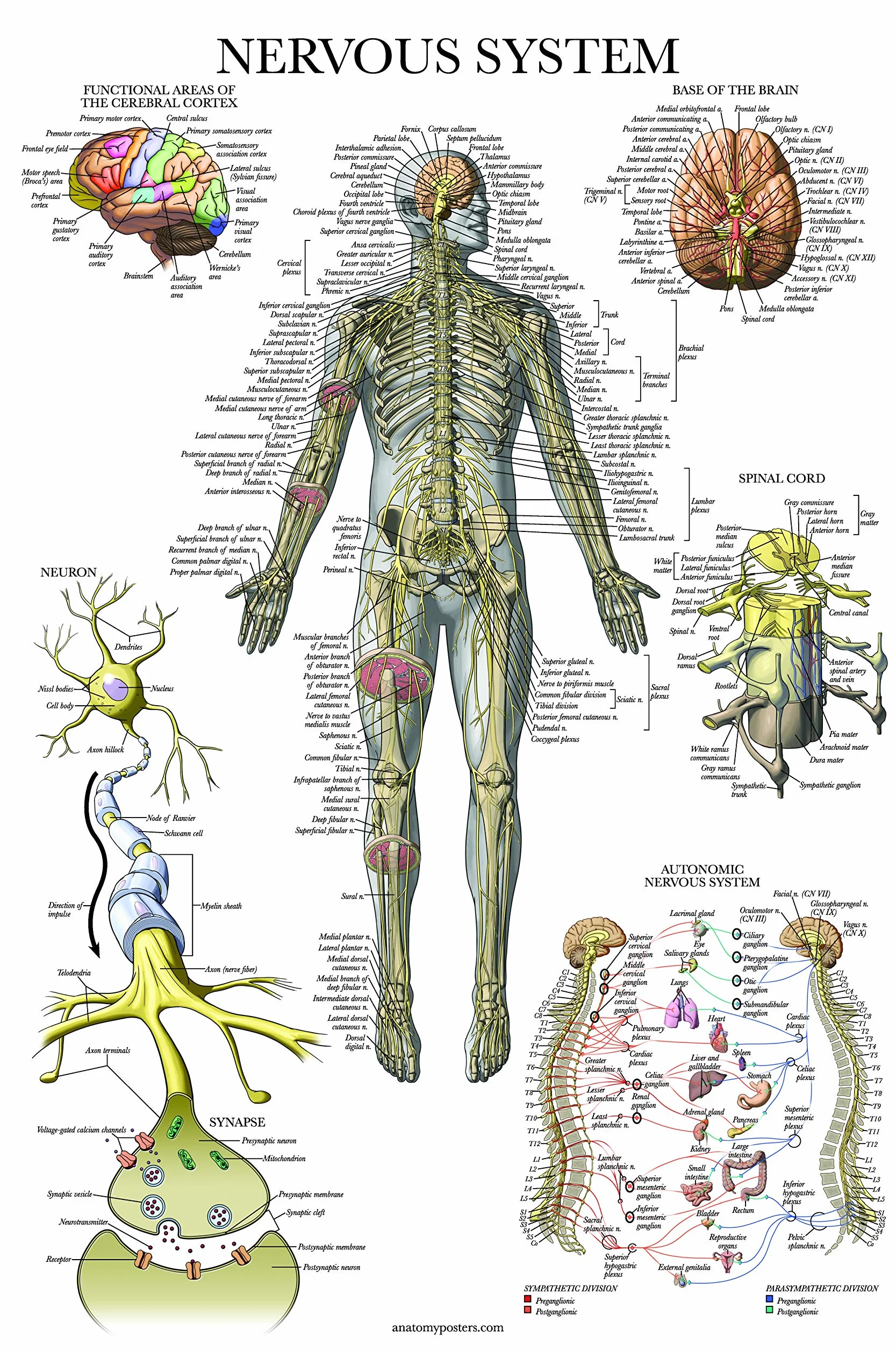 Palace Learning 2-pak plakatów z anatomią układu nerwowego i mózgu - zestaw 2 anatomicznych wykresów - laminowane 45 cm x 61 cm