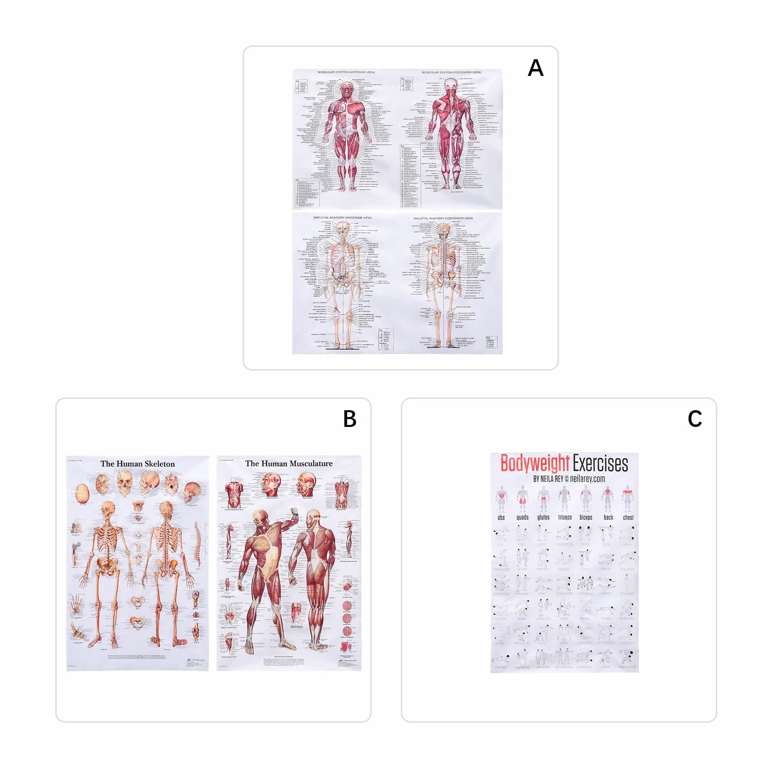 MISNODE Zestaw 2 plakatów do anatomii człowieka, mięśni człowieka + zestaw plakatów anatomicznych układu mięśniowo-szkieletowego człowieka (45 x 68 cm)